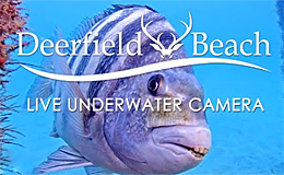 Подводная камера онлайн на Deerfield Beach (Флорида, США)
