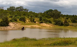 Частный заповедник Djuma Private Game Reserve (ЮАР, Африка)