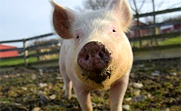 Поросята и свиньи в приюте Farm Sanctuary (Нью-Йорк, США)