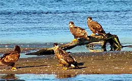 Птицы на реке Миссисипи (США)