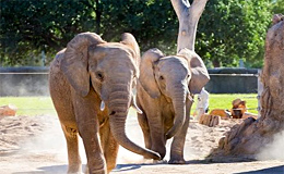 Слоны в зоопарке Reid Park Zoo (Тусон, США)