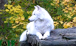 Волки в заповеднике Wolf Conservation Center (Нью-Йорк, США)