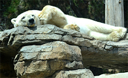 Белый медведь в зоопарке San Diego Zoo (США).