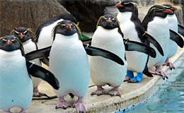 Пингвины в зоопарке Сан-Диего (США)