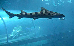 Акулы в Oregon Coast Aquarium (США)